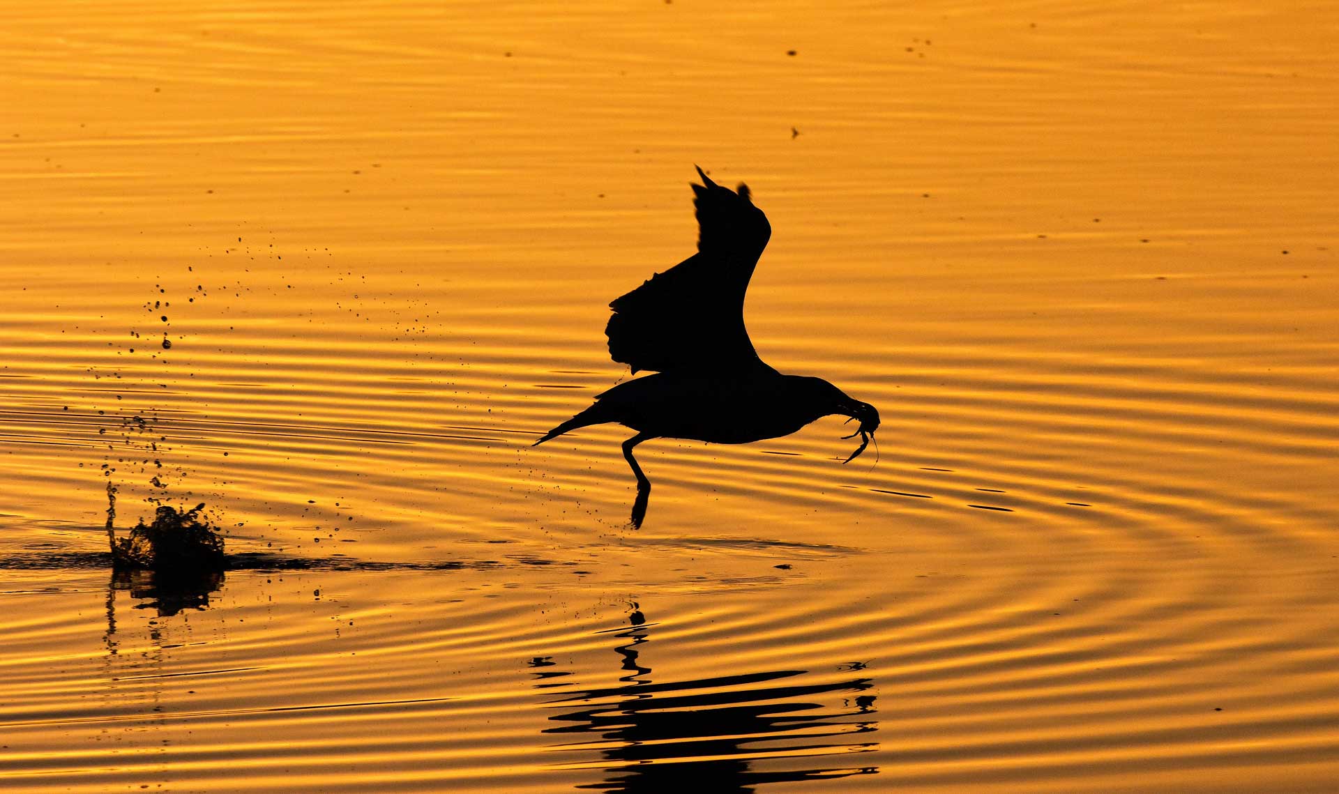 Cangrejo al vuelo_c-Carlos Virgili