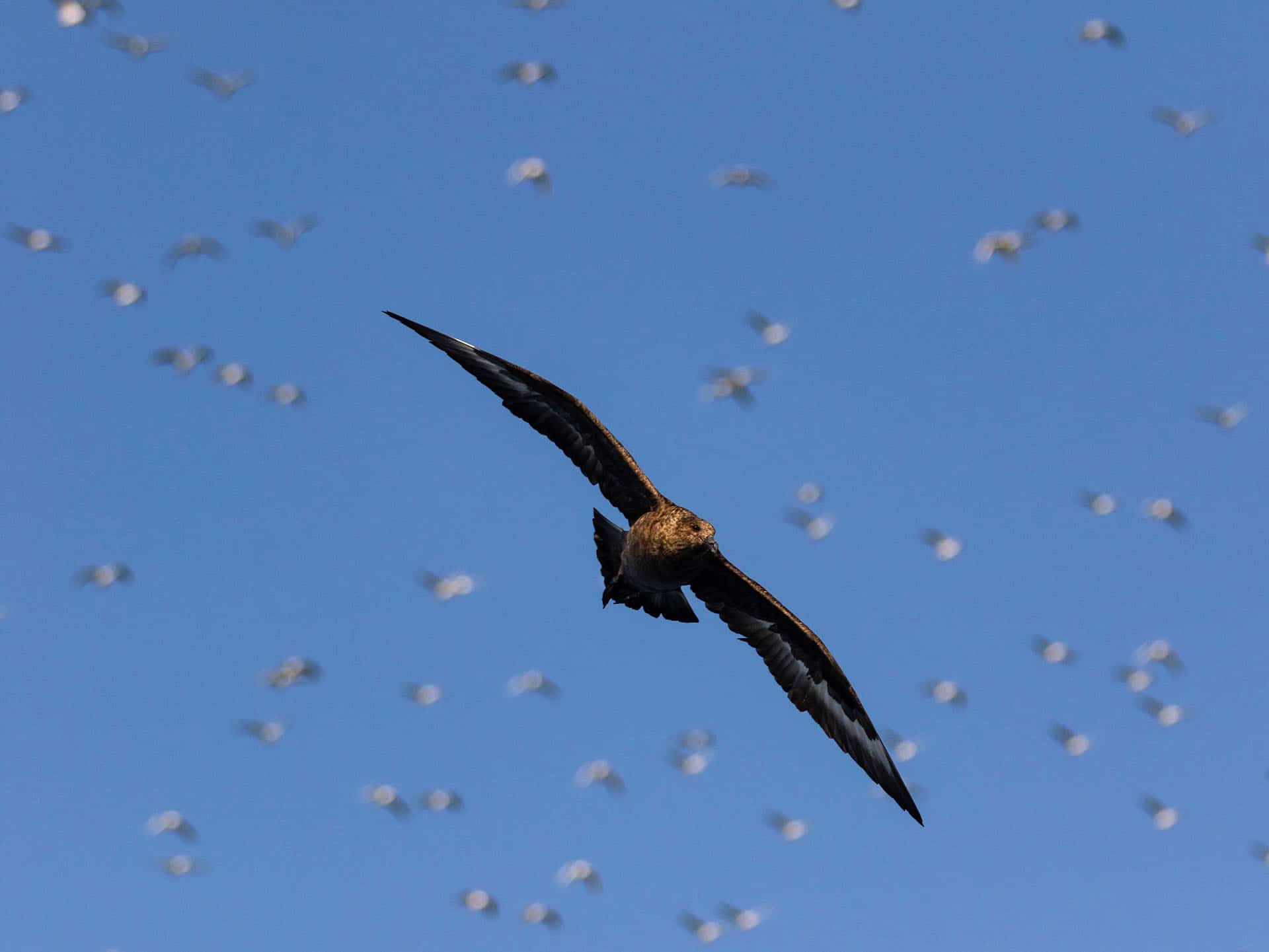 Big Skua_c-Jordi Chamagué