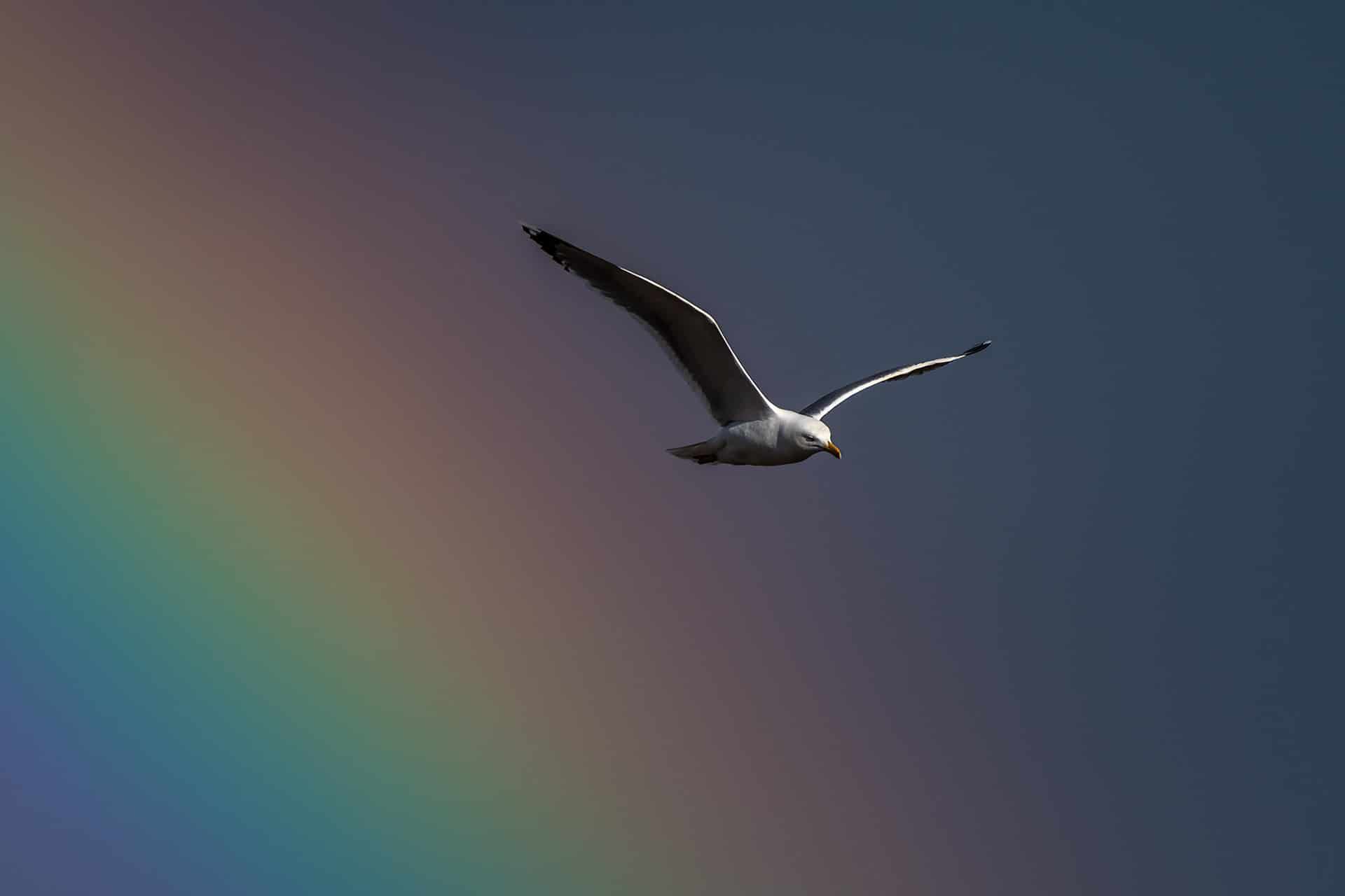 Volando en el arco iris_c-Juan José Teijeira