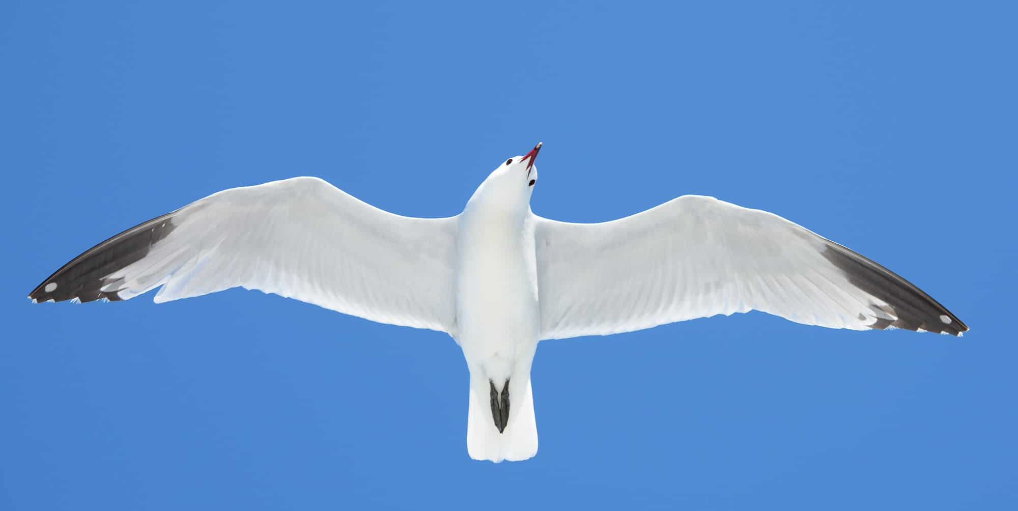medfoto2021-gaviota de audouin-c_javier herranz